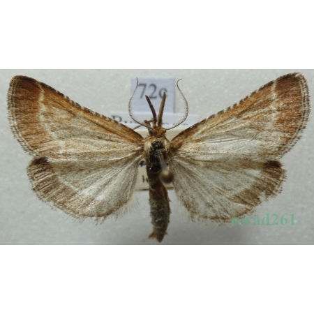 Synaphe antennalis (Fabricius, 1794) Czech72c